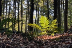 230909-12-goldsteig-wanderweg-trail-012