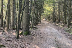 230909-12-goldsteig-wanderweg-trail-013