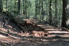 230909-12-goldsteig-wanderweg-trail-019