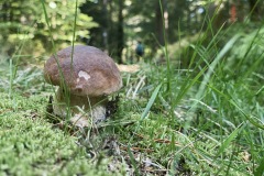 230909-12-goldsteig-wanderweg-trail-033