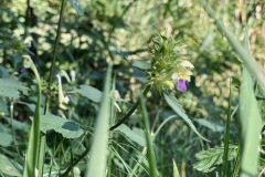 230909-12-goldsteig-wanderweg-trail-060