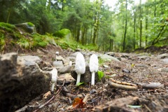 goldsteig-trail-wanderweg-dsc_4819