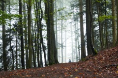 goldsteig-trail-wanderweg-dsc_4842